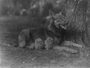 Deutscher Schäferhund : Rochlitzer Berg. Ein Deutscher Schäferhund namens Pascha und junge Waldkäuze.