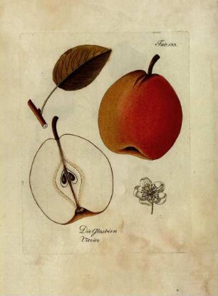 Tab. 133. Die Glasbirn [...]