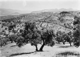 Landschaft : Blick über die von Ölbäumen und Weizen geprägte Landschaft des Gebirges