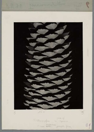 Fichte, Zapfen (Picea breweriana)