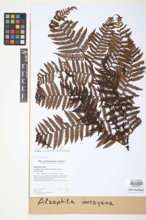 Alsophila imrayana (Hook.) Conant