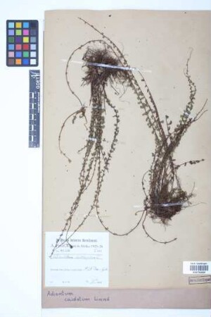 Adiantum caudatum L.
