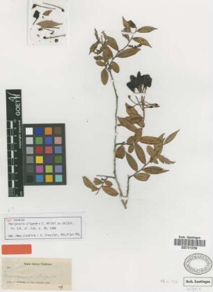 Marcgravia oligandra C.Wright ex Griseb. [isotype]
