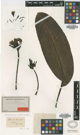 Plumeria marchii Urb. [type]