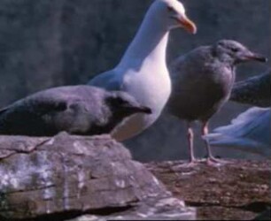 Larus hyperboreus (Laridae) - Füttern größerer Jungvögel