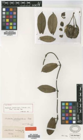 Aristolochia paramaribensis Duch. [type]