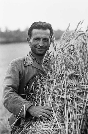 Radeberg, Ankunft von sowjetischen Mähdreschern, Einsatz der Mähdrescher auf dem Volksgut (VG) Seifersdorf, Juli 1952
