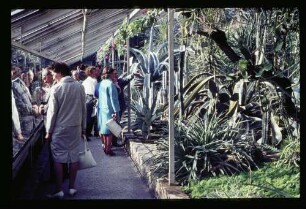 Botan. Garten 23.8.64.