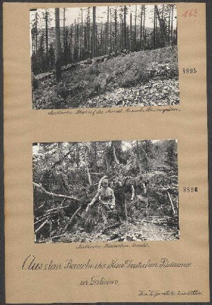 Makowka: Karpathen-Urwald