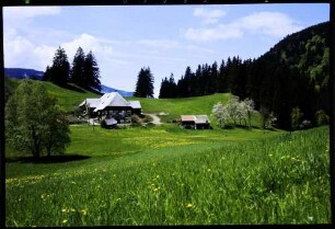 Breitnau: Schwarzwaldhof, Vordergrund Wiese