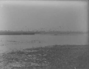 Enten : Enten im Flug, darunter vorwiegend Stockenten (Anas plathyrhynchos Linnaeus).
