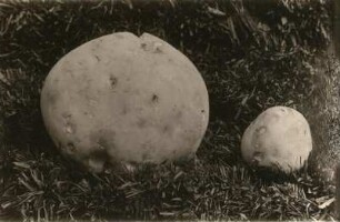 Riesenbovist (Calvatia gigantea, Syn. Langermannia gigantea, Lycoperdon gigantea). Tharandter Wald, Wiese