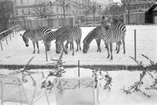 Winter im Karlsruher Zoo
