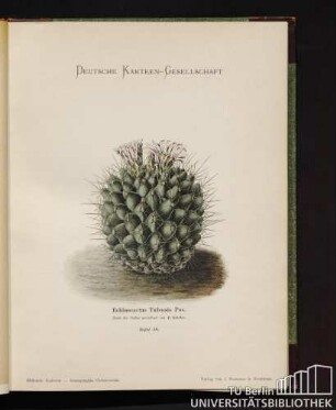 Echinocactus Tulensis Pos.