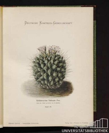 Echinocactus Tulensis Pos.