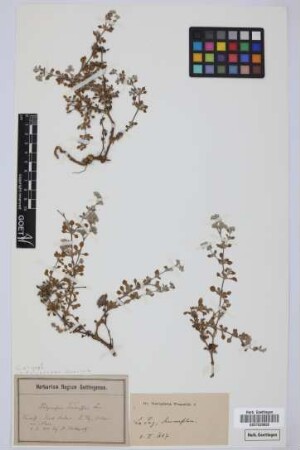 Polycarpaea teneriffae Lam.