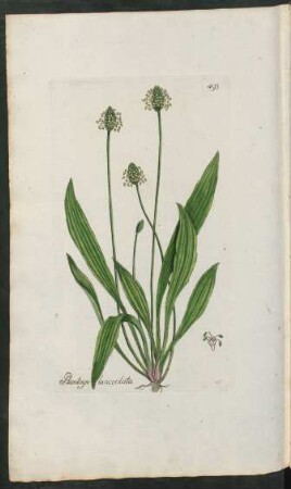 493. Plantago lanceolata