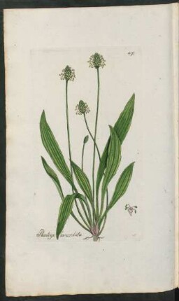 493. Plantago lanceolata
