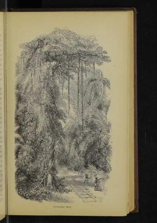 Stephens's tree.