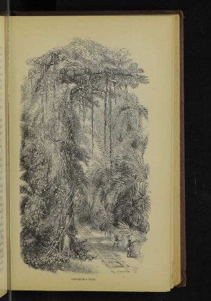 Stephens's tree.