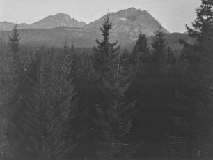 Wald : Ein Wald vor einem Gebirge