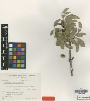 Amygdalus wendelboi Freitag [isotype]