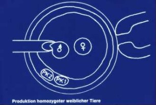 Produktion homozygoter weiblicher Tiere