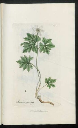 522. Anemone nemorosa