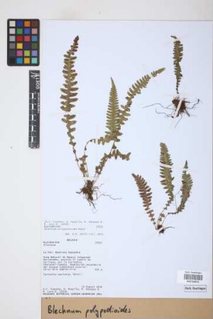 Blechnum polypodioides Raddi
