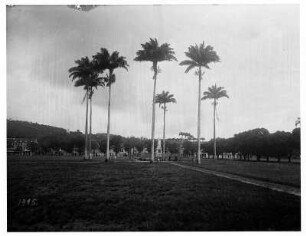 Fort de France, Martinique. La placa de la Sarane im Hafenviertel mit Jospehinenmonument (um 1910) unter Palmen