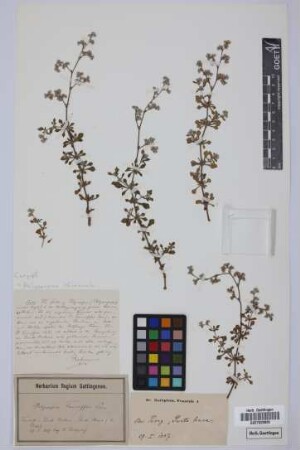 Polycarpaea teneriffae Lam.