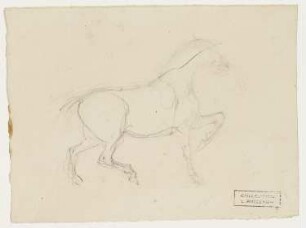 Pferd