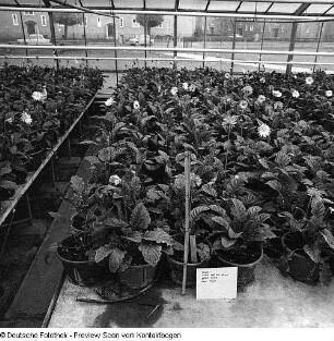 Gärtnerische Produktionsgenossenschaft (GPG) Floradreß (Gewächshäuser und Freilandbeete)