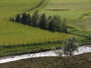 Wiesenlandschaft im schottischen Hochland bei Breamar