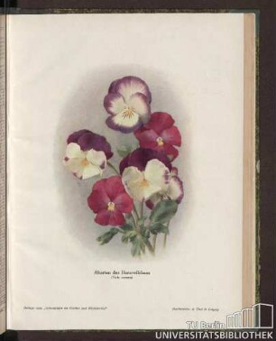 Abarten des Hornveilchens (Viola cornuta)