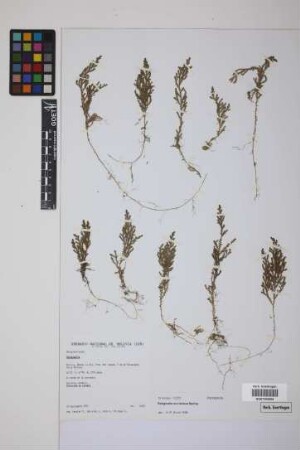 Selaginella moritziana Spring