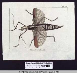 Hemiptera: Mantis.