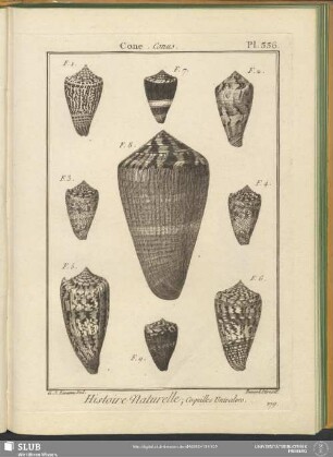Pl. 336. Cone. Conus