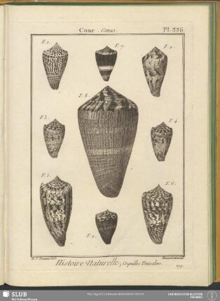 Pl. 336. Cone. Conus