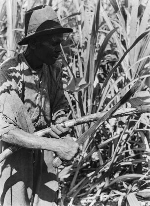 Zuckerrohrernte : Aufnahme eines Mannes während der Ernte von Zuckerrohr bei Malabo.
