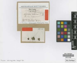Conomitrium intramarginatum Hampe [isotype]