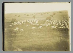 Schafherde bei Frohburg
