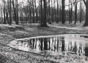 Berlin-Spandau. Naturschutzgebiet Teufelsbruch und Nebenmoore im östlichen Teil des Spandauer Forstes