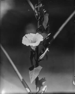 Echte Zaunwinde : Echte Zaunwinde (Calystegia sepium (Linnaeus) R. Brown)