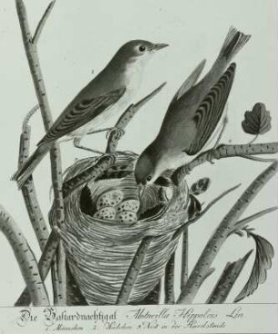 "Die vorzüglichsten Singvögel Teutschlands mit ihren Nestern und Eyern"