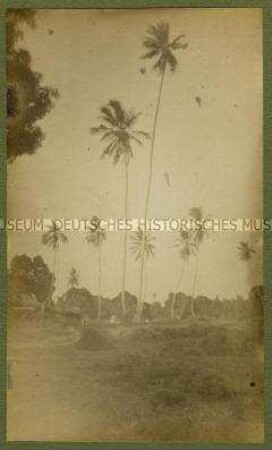 Einzeln stehende Palmen, Deutsch-Ostafrika
