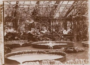 Blick in das Gewächshaus eines botanischen Gartens mit Teichanlage