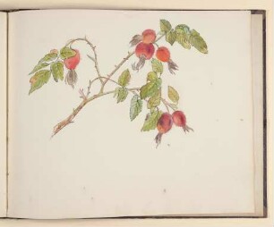 Hagebuttenzweig mit Früchten [aus einem Skizzenbuch vornehmlich mit Tier- und Pflanzenstudien]