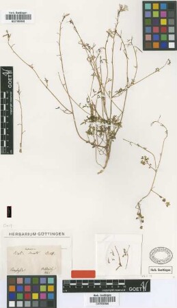 Ricotia sinuata Boiss. & Heldr. [type]