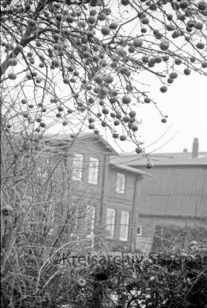 Apfelbaum mit Vorjahresäpfeln: vorn Hecke und Sträucher: hinten Wohn- und Bauernhäuser